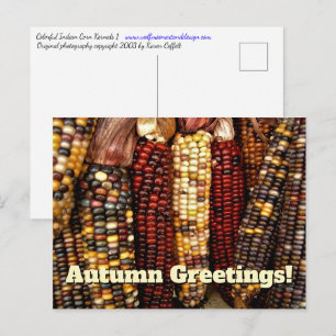 Colourful Indian Corn Kernels Photo Postcard