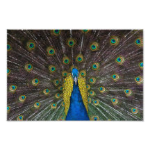Colourful Indian peacock tail feathers open front