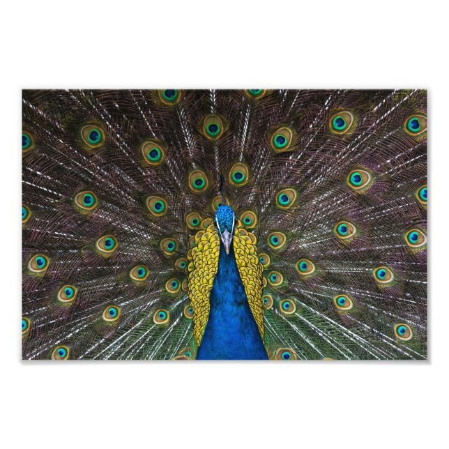 Colourful Indian peacock tail feathers open front Photo Print (Front)