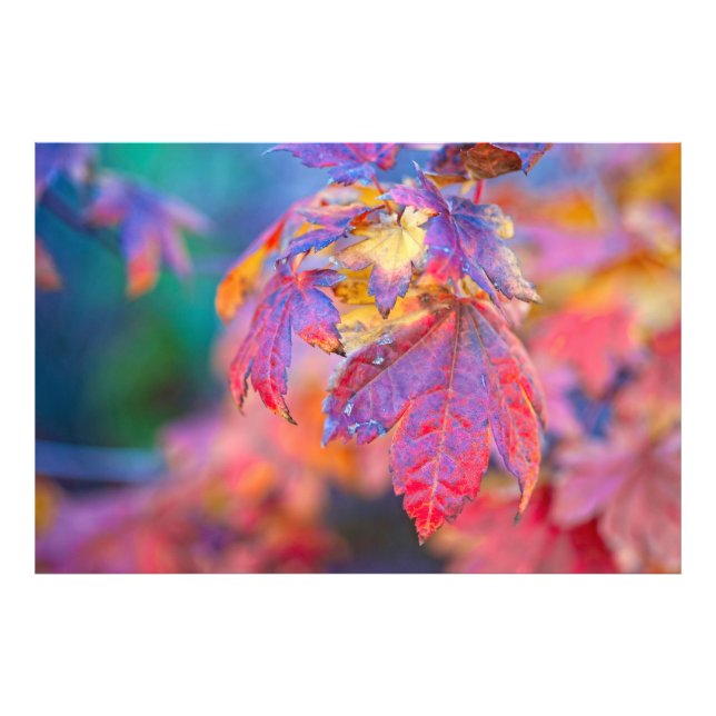 Colourful Japanese Maple leaves Photo Print (Front)