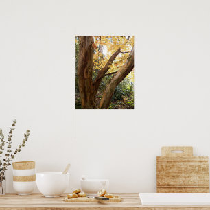 Colourful Japanese Stewartia Photographic Poster