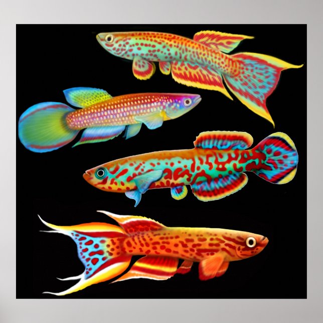 Colourful Killifish Poster (Front)