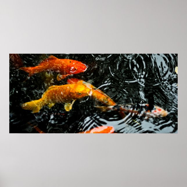 Colourful Koi Fish | Chengdu Poster (Front)