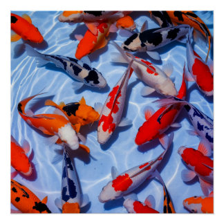 Colourful Koi Pool Wall Art Poster