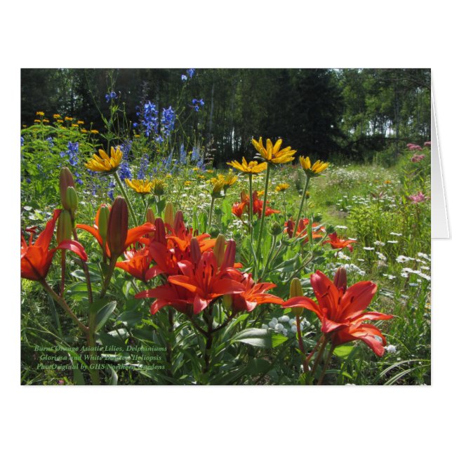 Colourful Late Summer Garden (Front Horizontal)