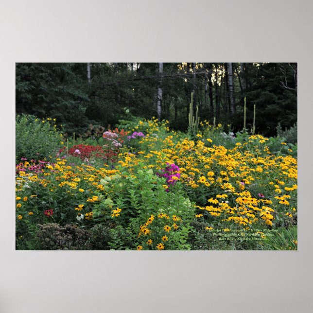 Colourful  Late Summer Tall Wild Mullein Poster (Front)