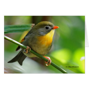 Colourful Leiothrix / Pekin Robin Songbird