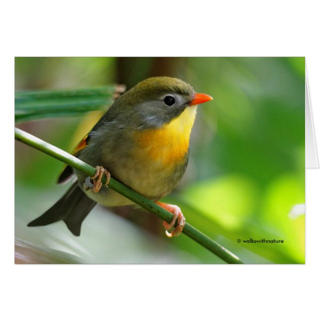 Colourful Leiothrix / Pekin Robin Songbird (Front Horizontal)