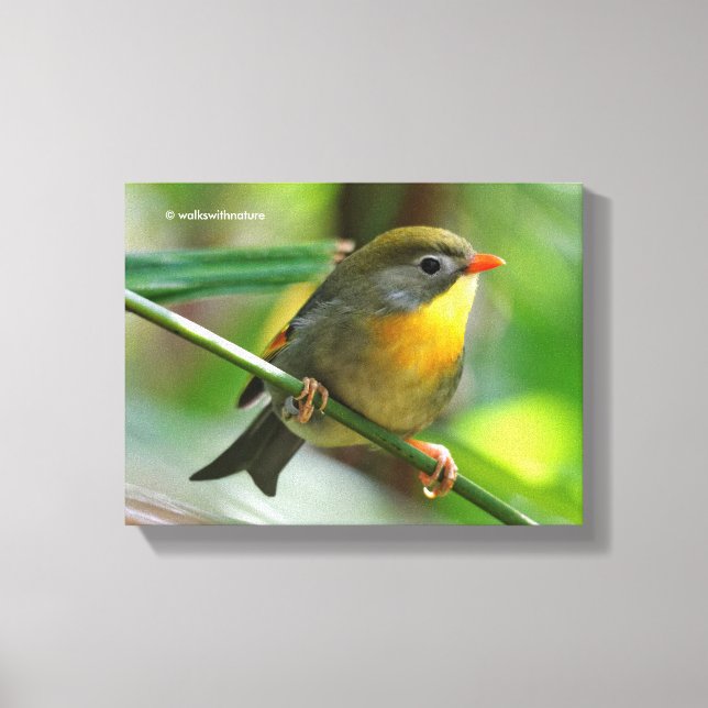 Colourful Leiothrix / Pekin Robin Songbird Canvas Print (Front)