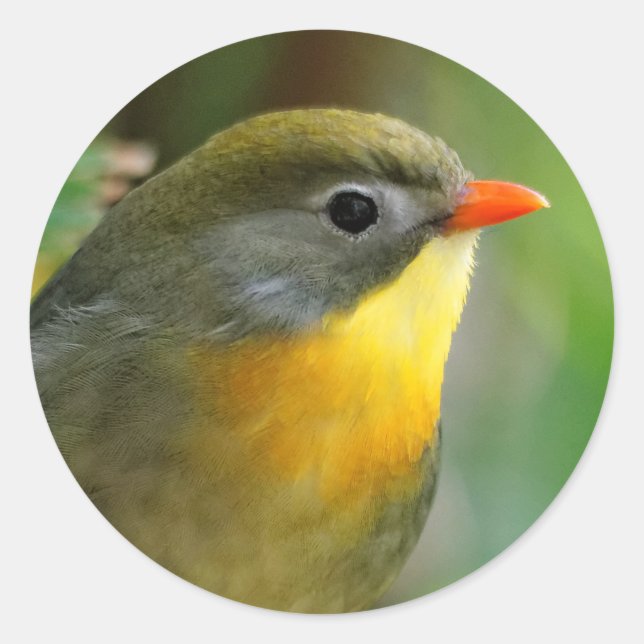 Colourful Leiothrix / Pekin Robin Songbird Classic Round Sticker (Front)