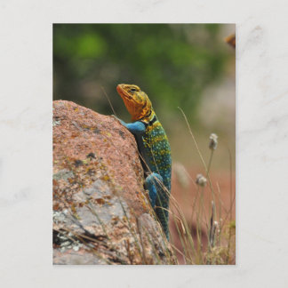 Colourful Lizard Postcard