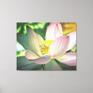 Colourful lotus flower canvas print