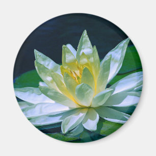 Colourful Lotus Magnet