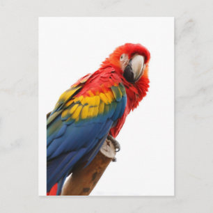 Colourful Macaw Chic Classy Mod Tropical Postcard