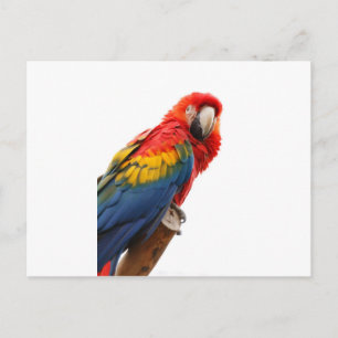 Colourful Macaw Chic Classy Mod Tropical Postcard