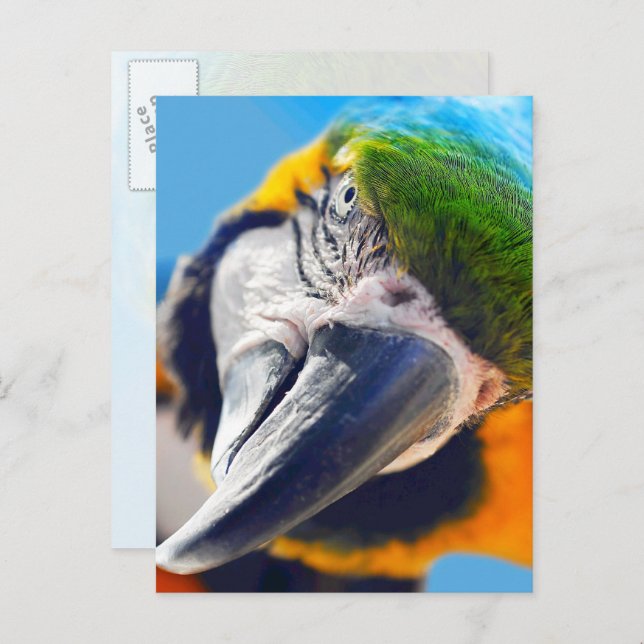 Colourful Macaw Face Postcard (Front/Back)