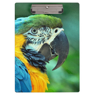 Colourful macaw parrot clipboard