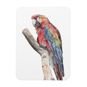 Colourful Macaw Parrot Watercolor Magnet
