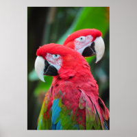 Colourful macaw parrots poster