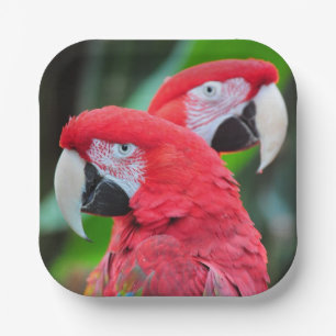 Colourful macaw parrots poster paper plate