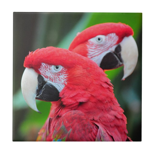 Colourful macaw parrots poster tile (Front)