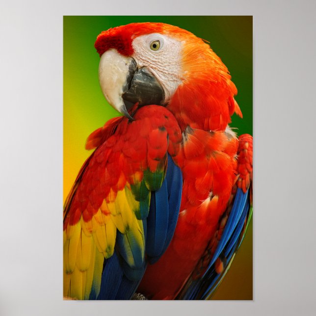 Colourful macaw poster (Front)