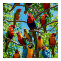 Colourful Macaws And Cockatoos Tropical Rainforest