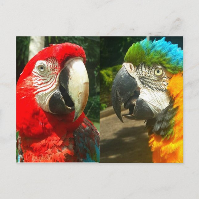 Colourful Macaws, Trinidad Postcard (Front)