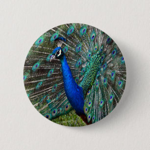 Colourful male peacock 6 cm round badge