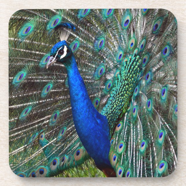 Colourful male peacock coaster (Front)