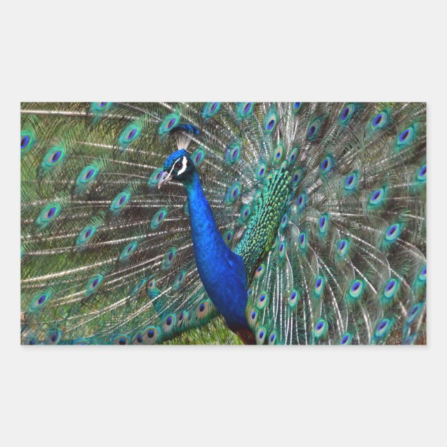 Colourful male peacock rectangular sticker (Front)