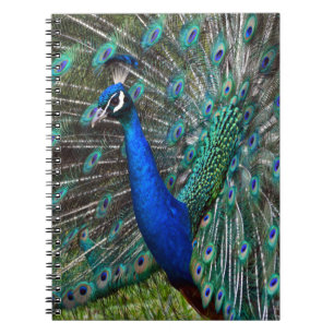 Colourful male peacock spiral notebook