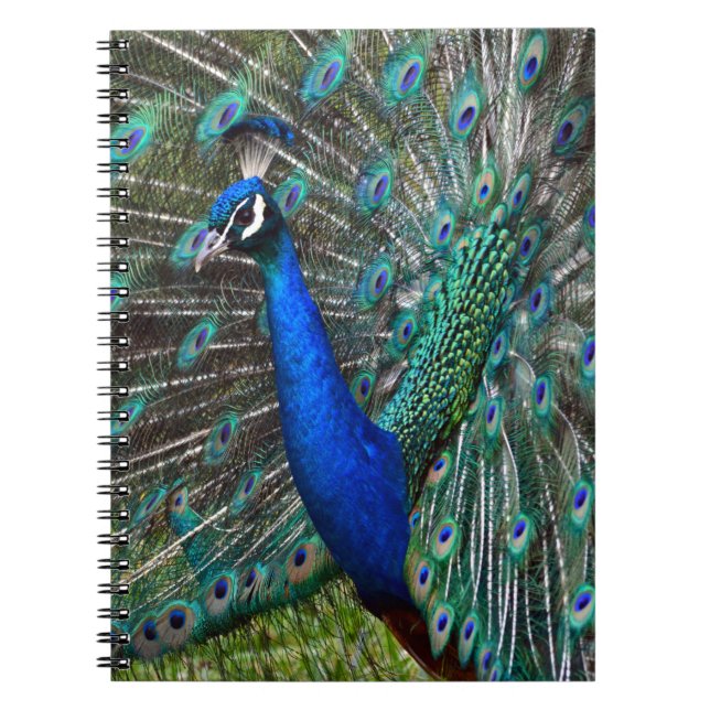 Colourful male peacock spiral notebook (Front)