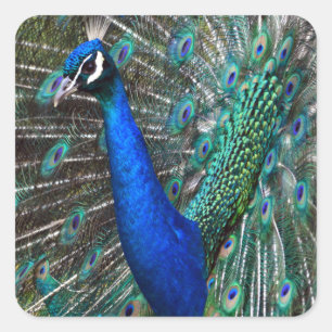 Colourful male peacock square sticker