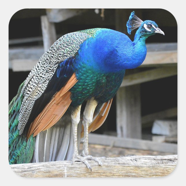 Colourful Male Peacock Square Sticker (Front)