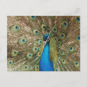 Colourful Male Peacock with Spread Feathers Photo Postcard