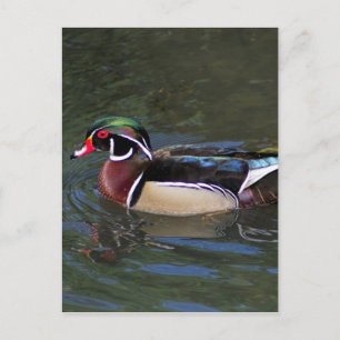 Colourful Male Wood Duck - Aix sponsa Postcard