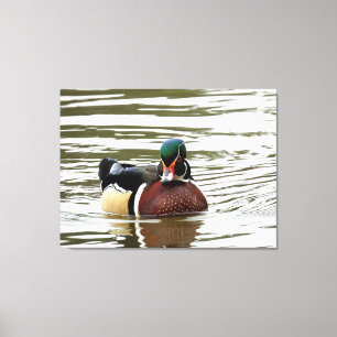 Colourful Male Wood Duck Canvas Print