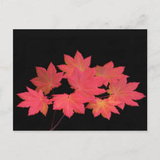 Colourful Maple Leaves... Postcard