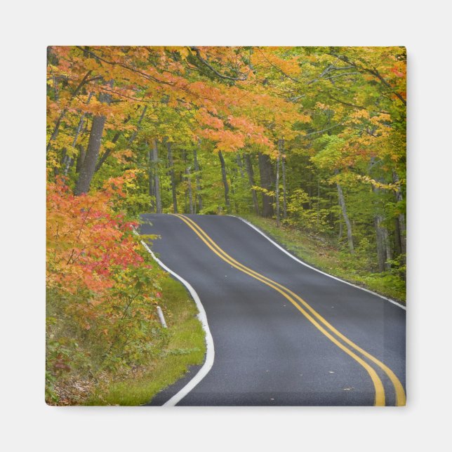 Colourful maple trees in autumn line scenic magnet (Front)