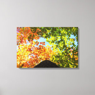 Colourful Maple Treetops Canvas Print