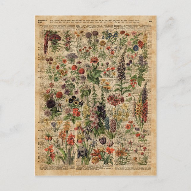 Colourful Meadow Flowers Herbs Dictionary Art Postcard (Front)