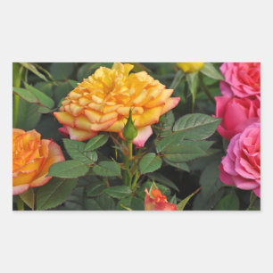 Colourful miniature roses rectangular sticker