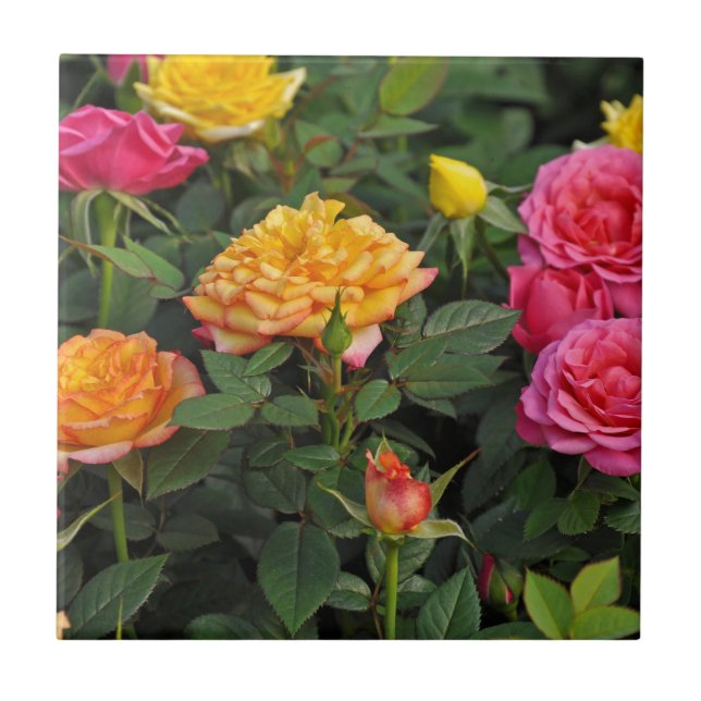 Colourful miniature roses tile (Front)