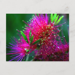 Colourful Nature Floral Hot Pink Neon Green Flower Postcard