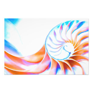 Colourful Nautilus Photo Print
