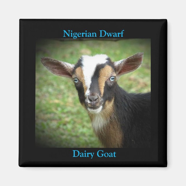 Colourful Nigerian Dwarf Dairy Goat Kid Magnet (Front)