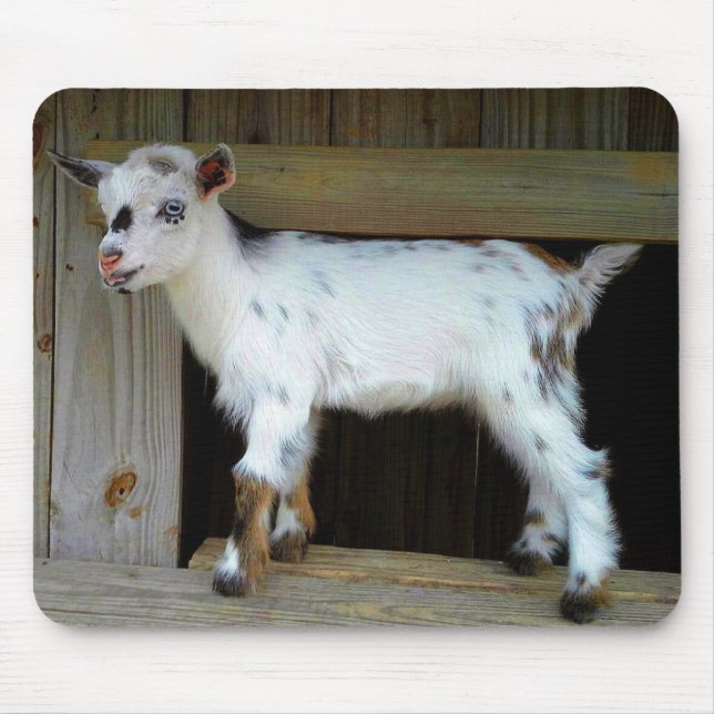 Colourful Nigerian Dwarf Dairy Goat Kid Mouse Pad (Front)
