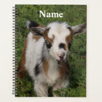 Colourful Nigerian Dwarf Dairy Goat Kid