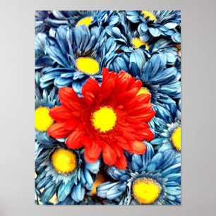 Colourful Orange Red Blue Gerber Daisies Flowers Poster